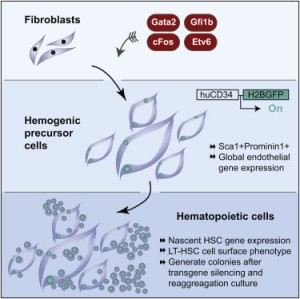 Gata2, Gfi1b, directores financieros y Etv6 inducen un programa de hemogenic en fibroblastos